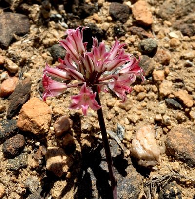 Allium parishii, photographed by desertnaturalist