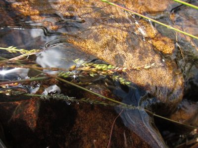 Sacciolepis viguieri, photographed by bat (Maria Vorontsova)