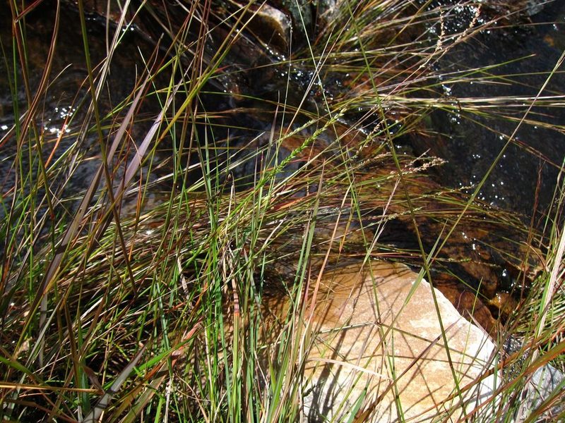 Sacciolepis viguieri, photographed by bat (Maria Vorontsova)