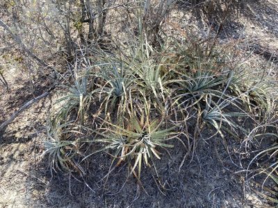 Hechtia glomerata, photographed by Reid Hardin