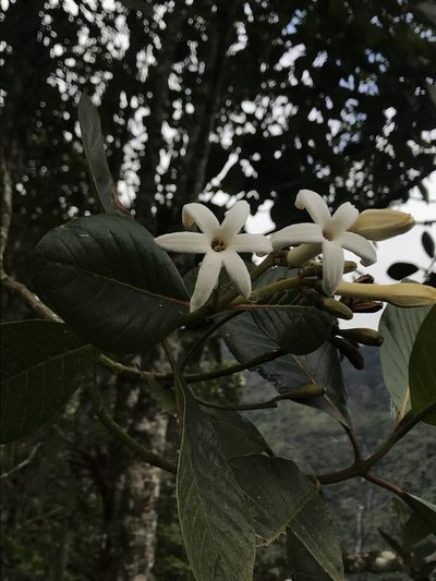 Ladenbergia macrocarpa, photographed by Nicolás Baresch Uribe