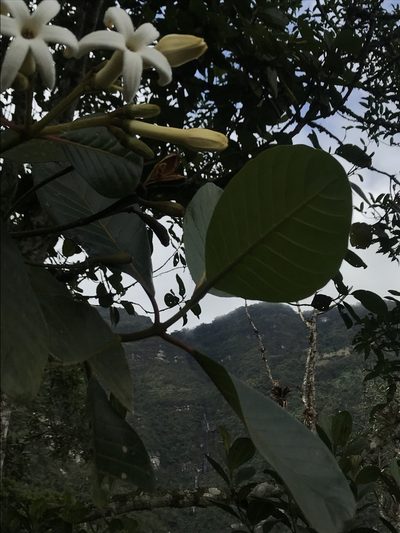 Ladenbergia macrocarpa, photographed by Nicolás Baresch Uribe