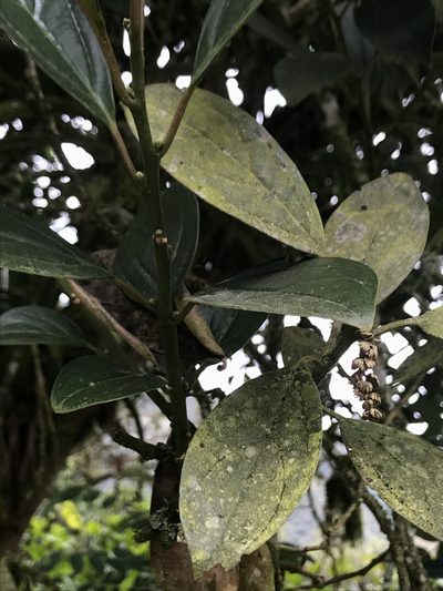 Styloceras laurifolium, photographed by Nicolás Baresch Uribe