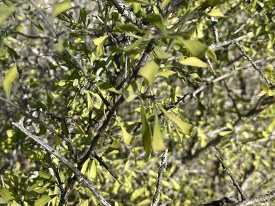 Phaulothamnus spinescens, photographed by Reid Hardin