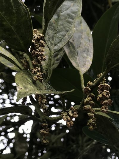 Styloceras laurifolium, photographed by Nicolás Baresch Uribe