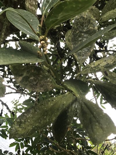 Styloceras laurifolium, photographed by Nicolás Baresch Uribe