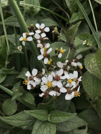 Alloispermum caracasanum, photographed by Nicolás Baresch Uribe