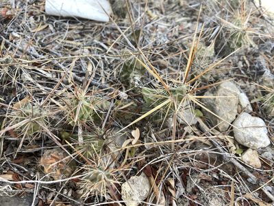 Grusonia schottii, photographed by Reid Hardin