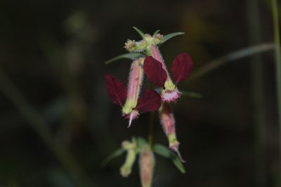 Cuphea hookeriana, photographed by Saban-Sequén, E.A.