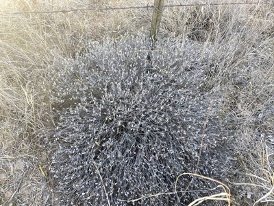 Thymophylla tephroleuca, photographed by Reid Hardin