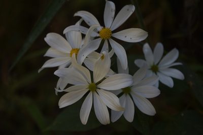 Montanoa atriplicifolia, photographed by Saban-Sequén, E.A.