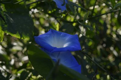 Ipomoea tricolor, photographed by Saban-Sequén, E.A.