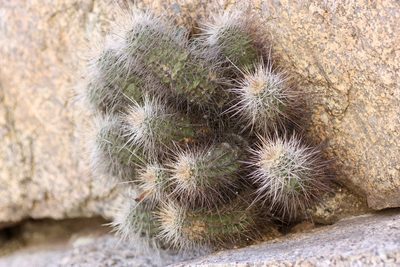 Echinocereus yavapaiensis, photographed by Andrew Meeds
