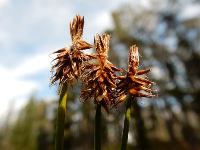 Carex nigricans, photographed by Matt Lavin