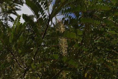 Alvaradoa amorphoides, photographed by Saban-Sequén, E.A.