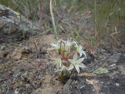 Allium nevadense, photographed by Matt Lavin