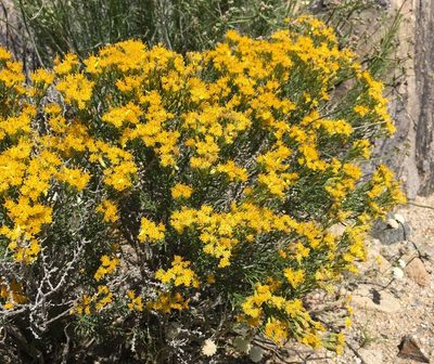 Ericameria cooperi, photographed by desertnaturalist