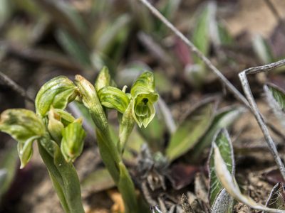 Pterostylis tanypoda, photographed by Cara-Lisa Schloots