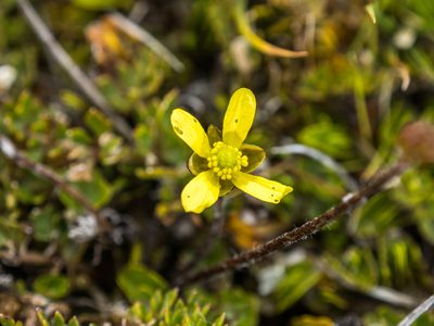 Ranunculus gracilipes, photographed by Cara-Lisa Schloots