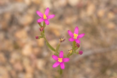 Centaurium tenuiflorum, photographed by Andrew Allen