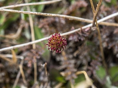 Acaena saccaticupula, photographed by Cara-Lisa Schloots