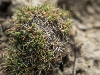 Agrostis muscosa, photographed by Cara-Lisa Schloots