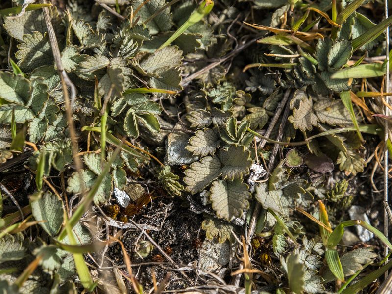 Acaena buchananii, photographed by Cara-Lisa Schloots