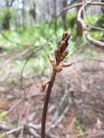 Gastrodia procera, photographed by Ink-Kawinwit Kittipalawattanapol