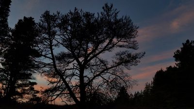 Pinus muricata, photographed by Alan Rockefeller