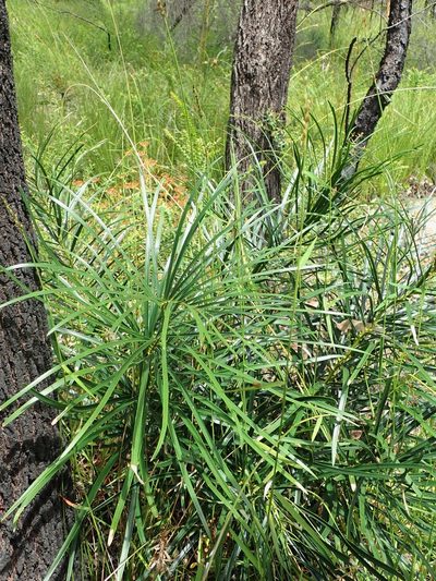 Macrozamia flexuosa, photographed by Will Cornwell