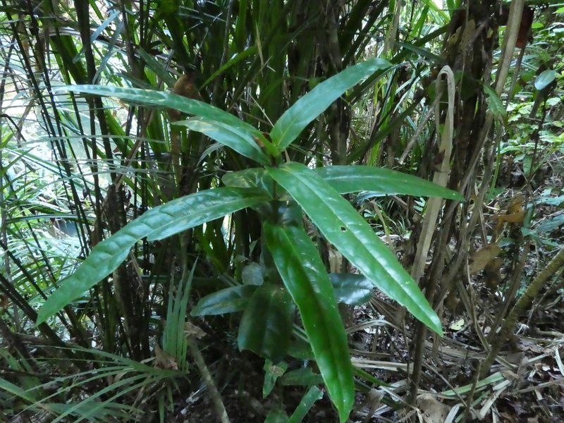 Wilkiea cordata, photographed by Steve Fitzgerald