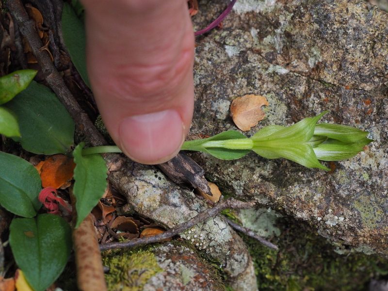 Pterostylis scabrida, photographed by Jesse de Vries
