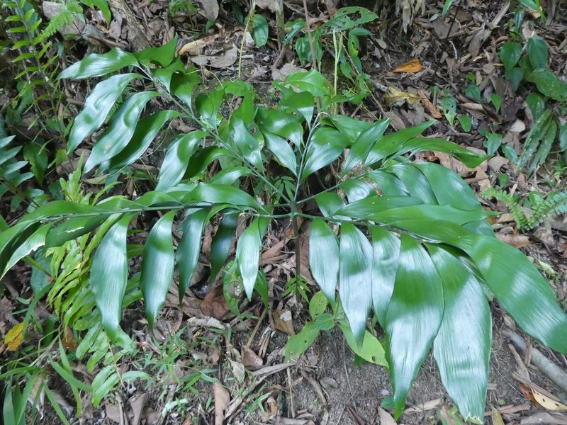 Bowenia spectabilis, photographed by Steve Fitzgerald