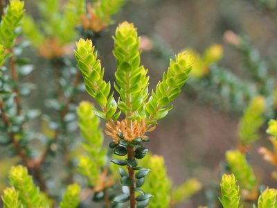 Trochocarpa thymifolia, photographed by Jesse de Vries