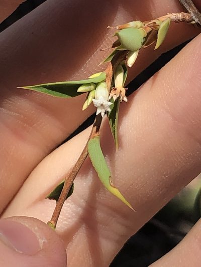 Styphelia rufa, photographed by Connor Margetts