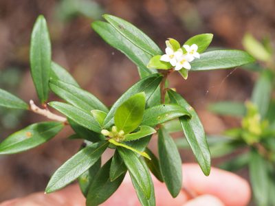Pimelea drupacea, photographed by Jesse de Vries