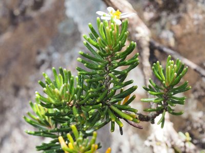 Olearia ledifolia, photographed by Jesse de Vries