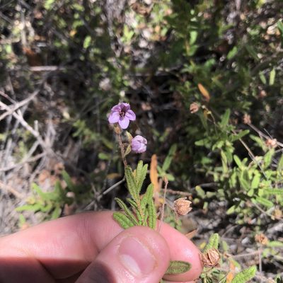 Thomasia petalocalyx, photographed by Connor Margetts