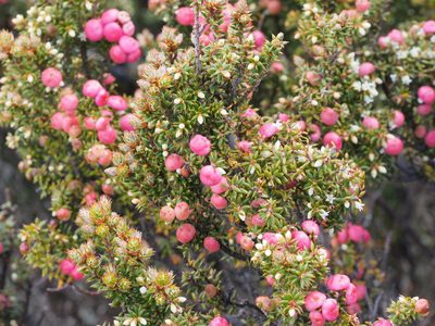 Leptecophylla parvifolia, photographed by Jesse de Vries