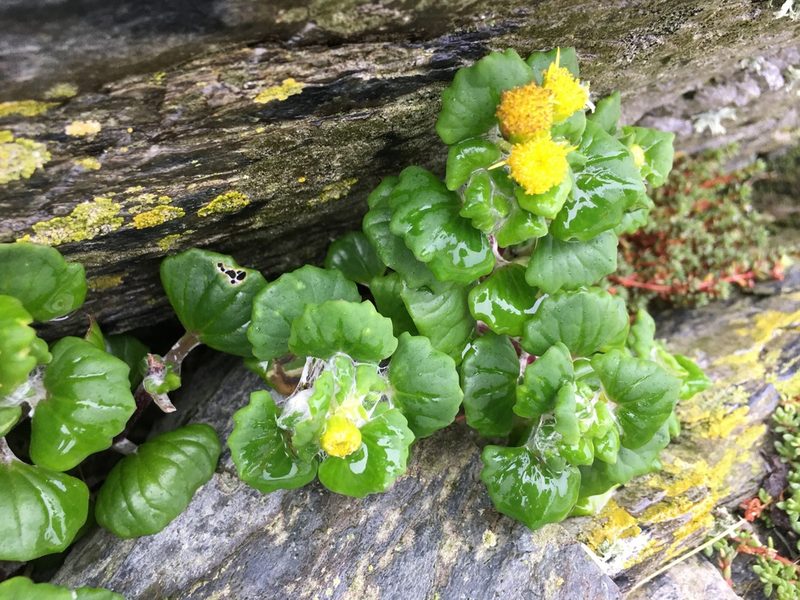 Senecio websteri, photographed by Henrik Kibak