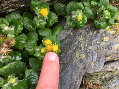 Senecio websteri, photographed by Henrik Kibak
