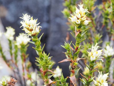 Richea sprengelioides, photographed by Jesse de Vries