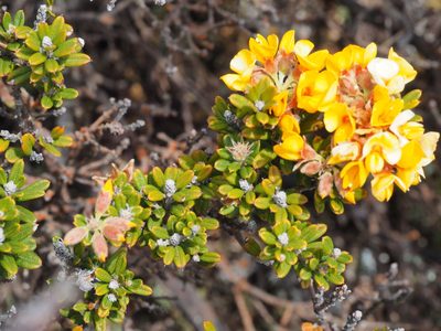 Oxylobium ellipticum, photographed by Jesse de Vries
