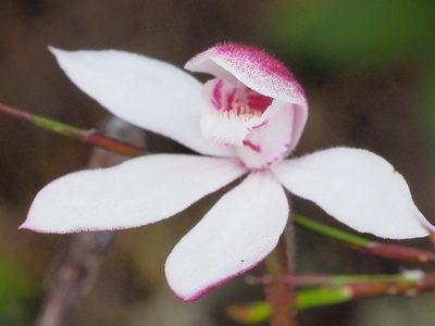 Caladenia alpina, photographed by Jesse de Vries