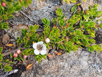 Leptospermum rupestre, photographed by Jesse de Vries