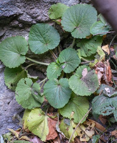 Boykinia rotundifolia, photographed by Jesse Rorabaugh