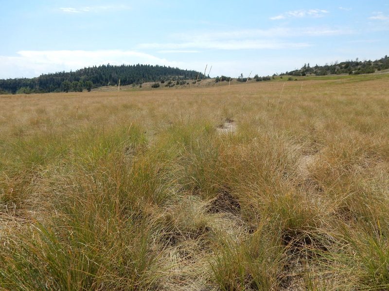 Psathyrostachys juncea, photographed by Matt Lavin