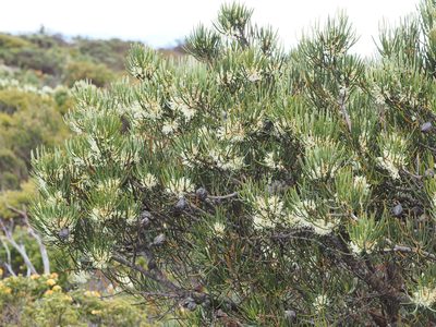 Hakea lissosperma, photographed by Jesse de Vries