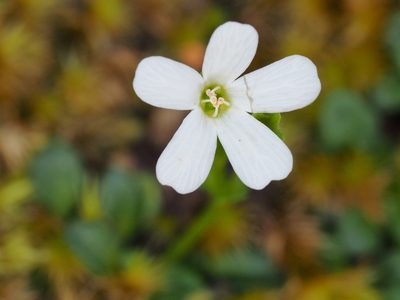 Ourisia integrifolia, photographed by Jesse de Vries