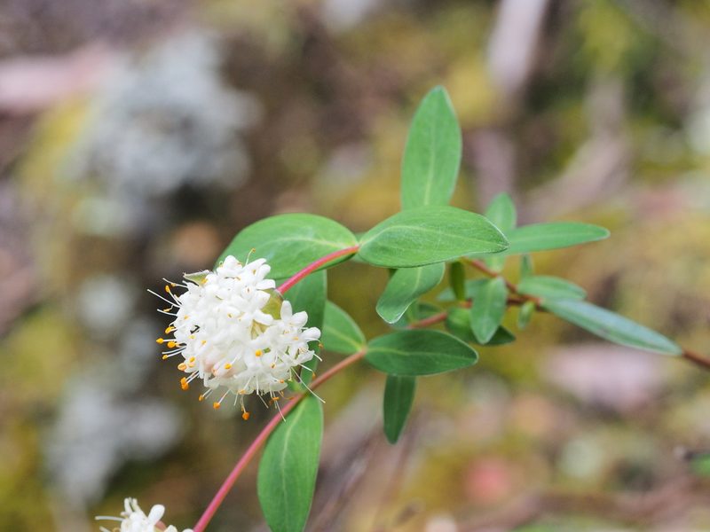 Pimelea ligustrina, photographed by Jesse de Vries